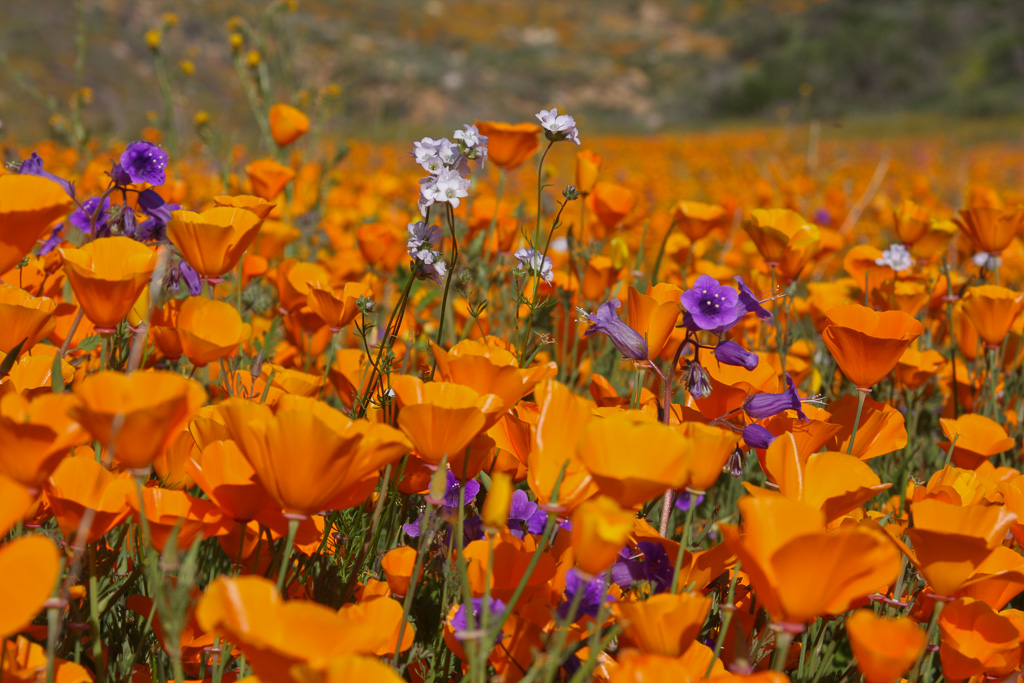 Poppies and phacelia - Lake Elsinore 2008