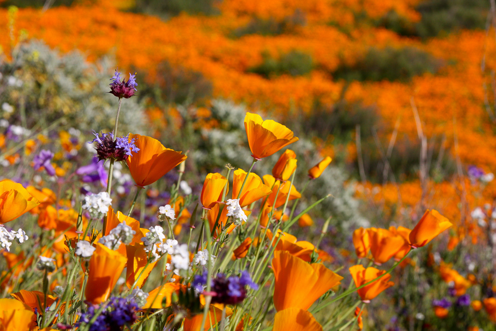 Bouquet - Lake Elsinore