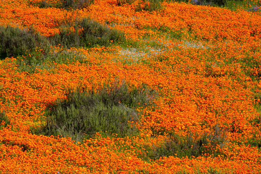 Sea of orange - Lake Elsinore 2008