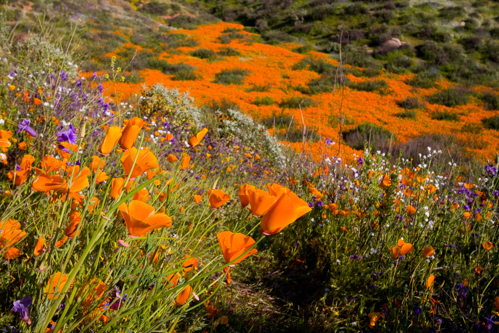 Wildflowers - Lake Elsinore 2008