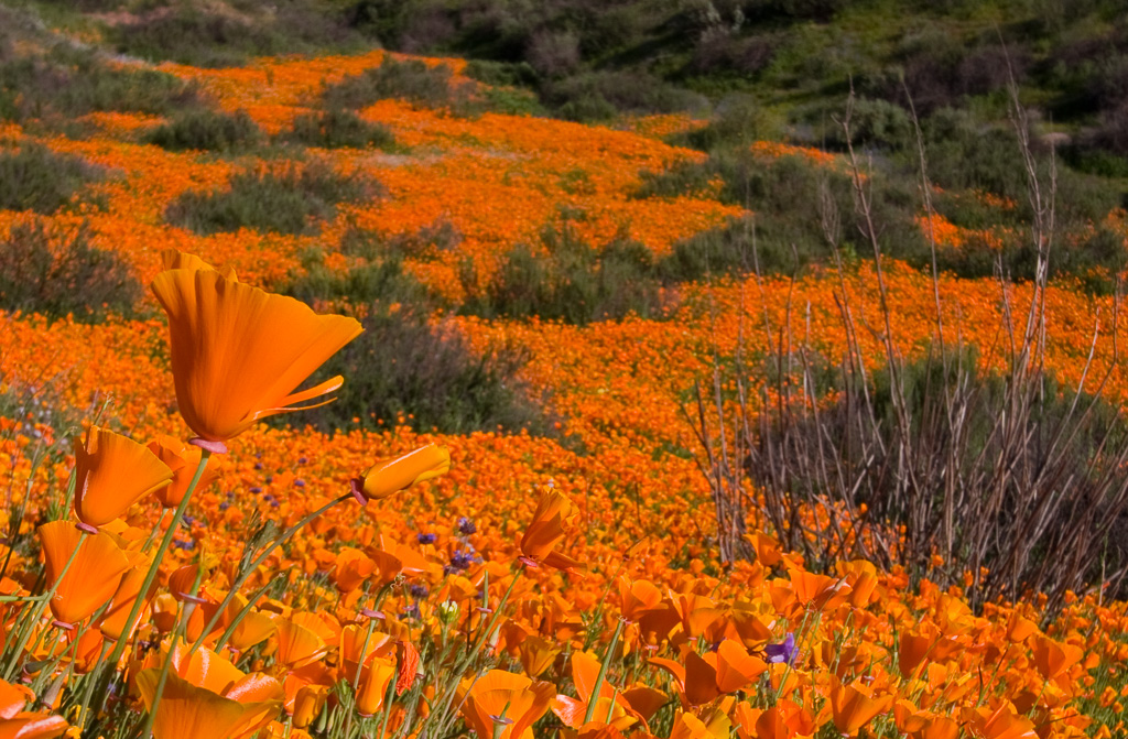 Field of Poppies - California 2008
