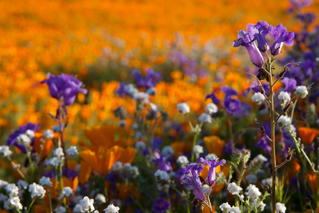 Color of purple - Lake Elsinore 2008