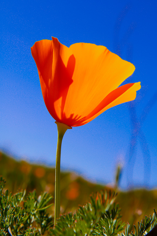 Lone Poppy  - Antelope Valley Poppy Reserve 2015