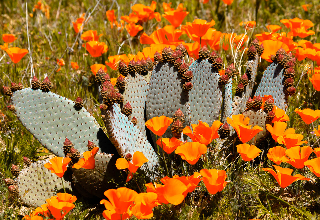 Cactus and Poppies  - Antelope Valley Poppy Reserve 2015