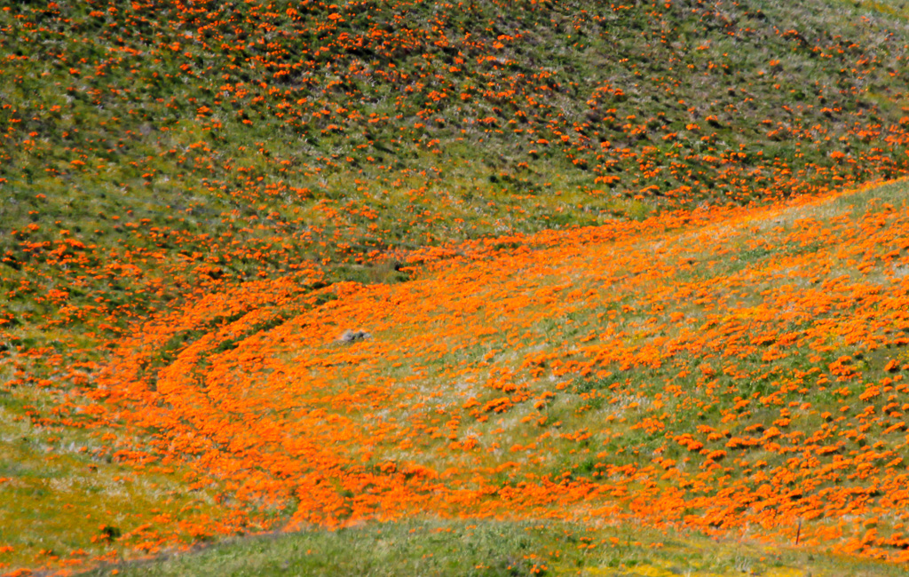 Hillside - Antelope Valley Poppy Reserve 2015