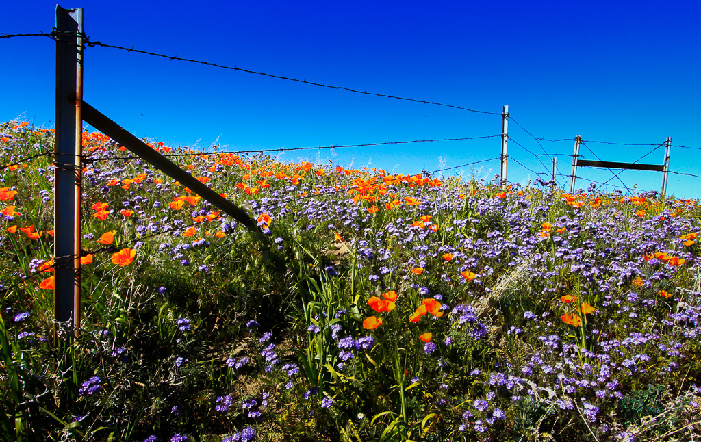 Barbed Wire and Blooms - Antelope Valley Poppy Reserve 2015