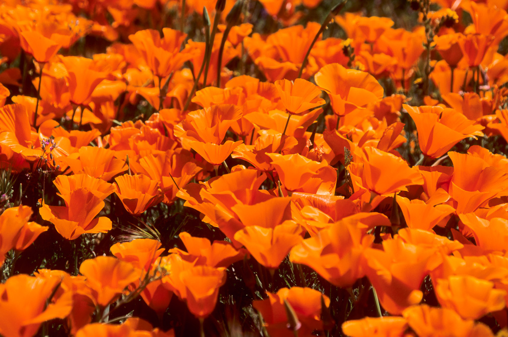 California Poppies Bloom - Antelope Valley Poppy Reserve 2003