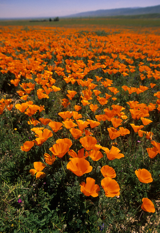 Blooms - Antelope Valley Poppy Reserve 2003