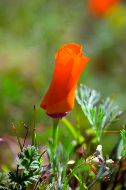 Closed Bloom - Antelope Valley Poppy Reserve 2003