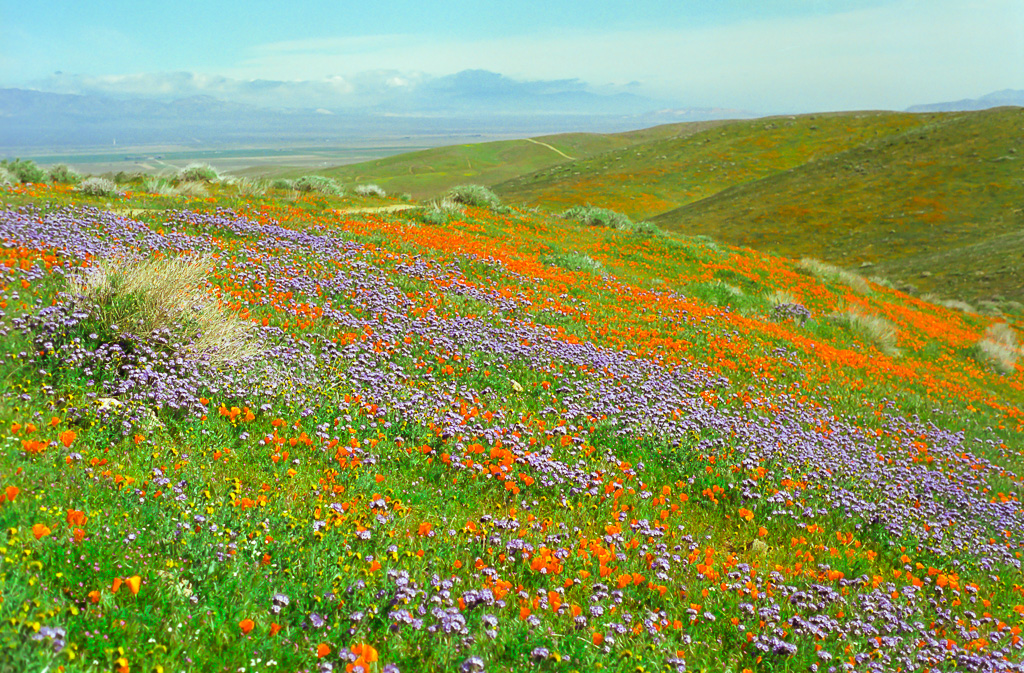 Hillside - Antelope Valley Poppy Reserve 2003