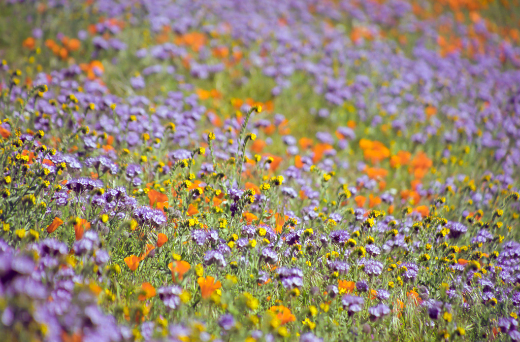 Phacelia Field - Antelope Valley Poppy Reserve 2003