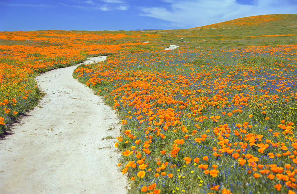 Curvy Trail - Antelope Valley Poppy Reserve 2003