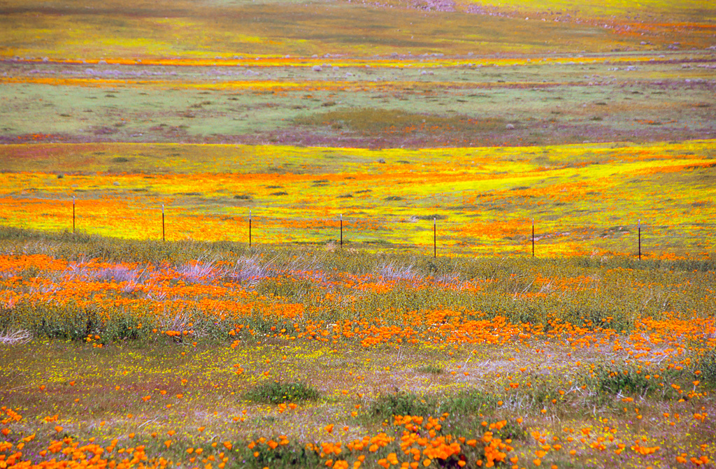 Fenceline through goldfields and poppies - Antelope Valley Poppy Reserve 2003