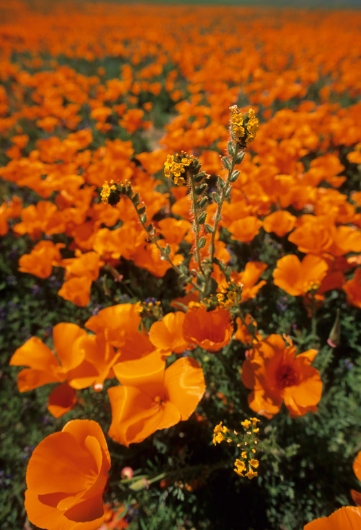 Fiddlenecks and Poppies - Antelope Valley Poppy Reserve 2003