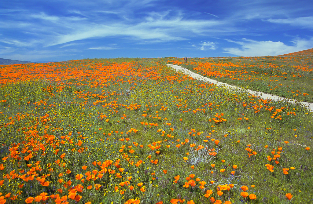 Reserve Trail - Antelope Valley Poppy Reserve 2003