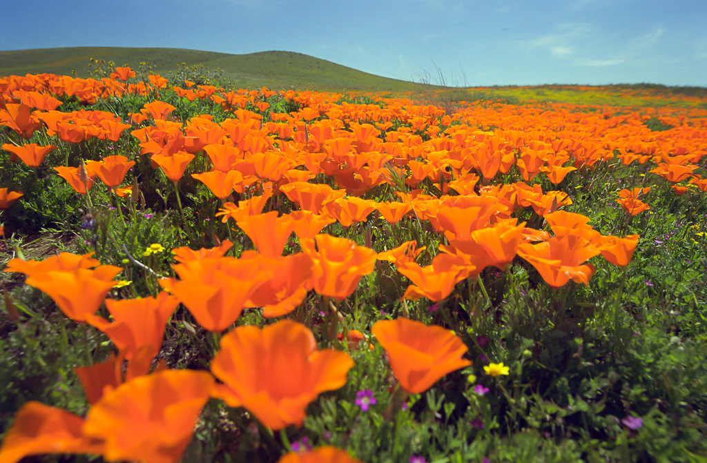 Ground Level - Antelope Valley Poppy Reserve 2003