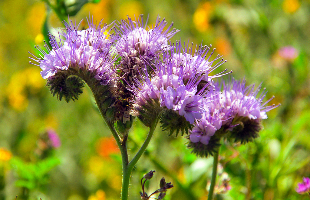 Lacy Phacelia - Antelope Valley Poppy Reserve 2003