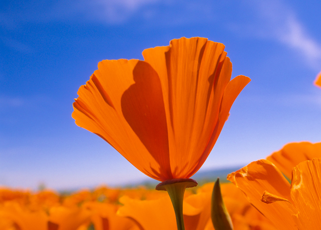 Above the Rest - Antelope Valley Poppy Reserve 2003