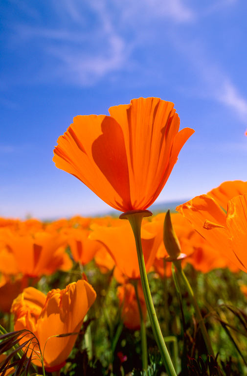 Reach for the Sky - Antelope Valley Poppy Reserve 2003