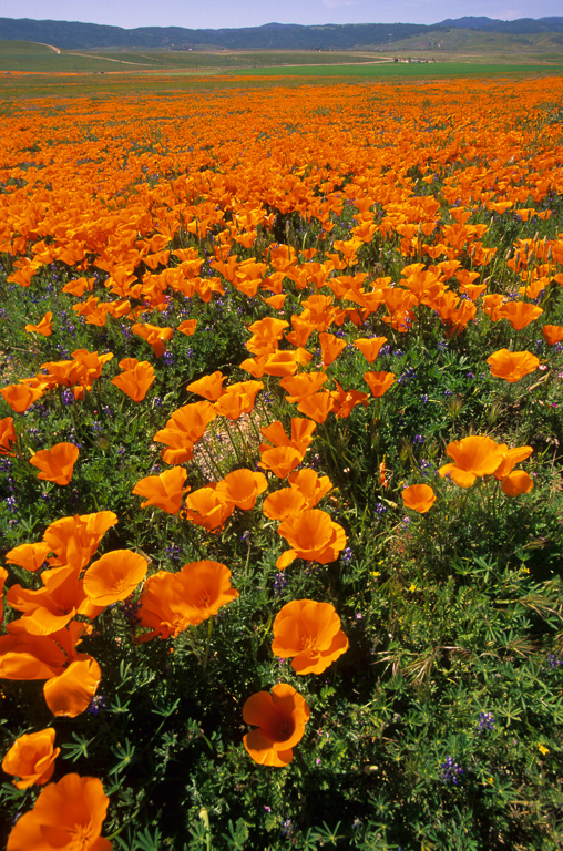 Tehachapi Mountains and Poppies - Antelope Valley Poppy Reserve 2003