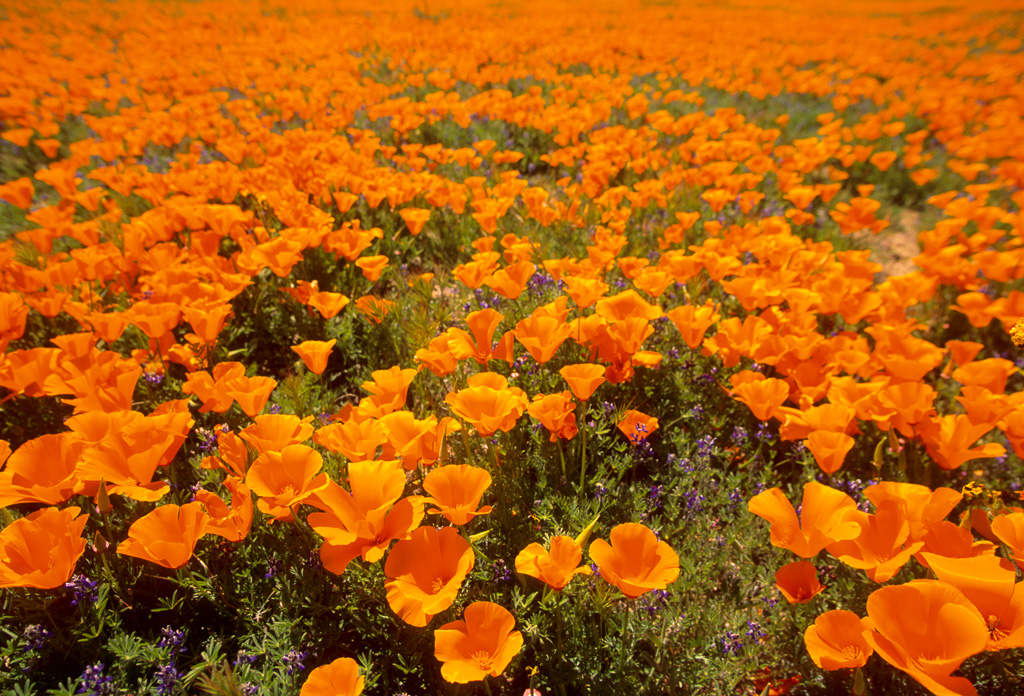 Orange Sea - Antelope Valley Poppy Reserve 2003