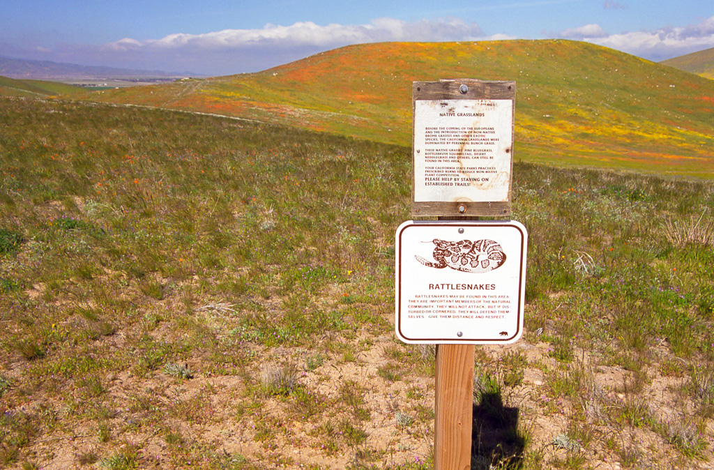 Rattlesnake Warning - Antelope Valley Poppy Reserve 2003