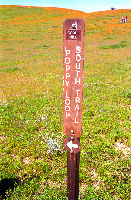 South Loop - Antelope Valley Poppy Reserve 2003