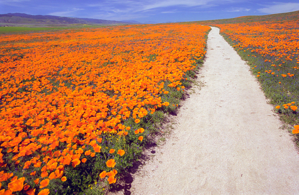 Trail through Sea of Poppies - Antelope Valley Poppy Reserve 2003