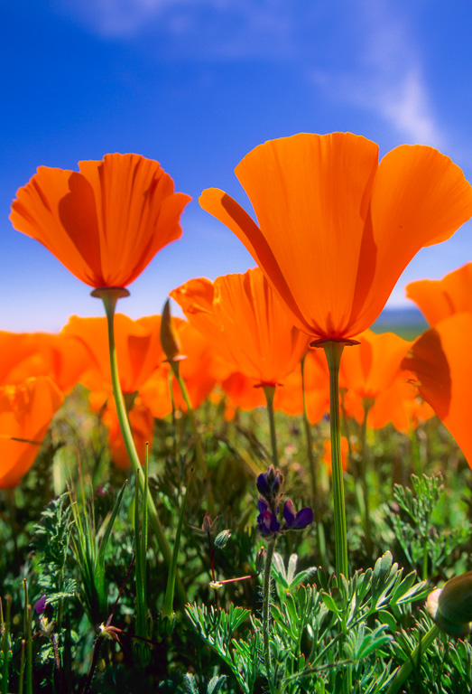 Twin Poppies - Antelope Valley Poppy Reserve 2003