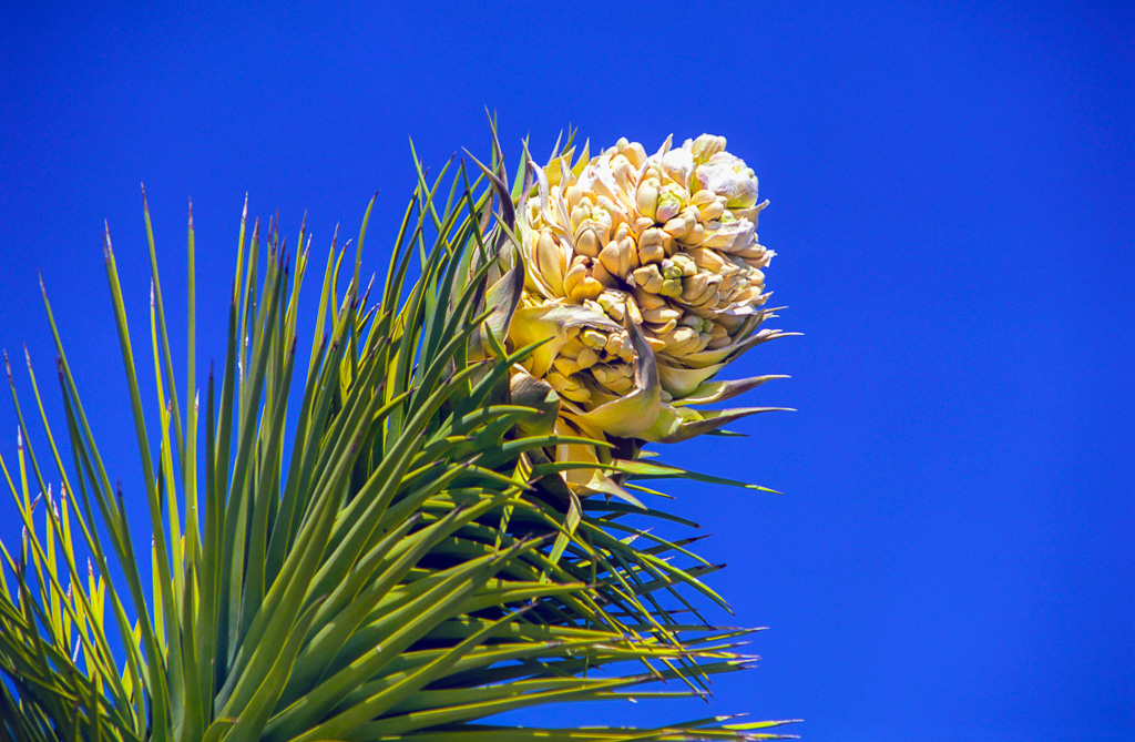 Yucca - Antelope Valley Poppy Reserve 2003