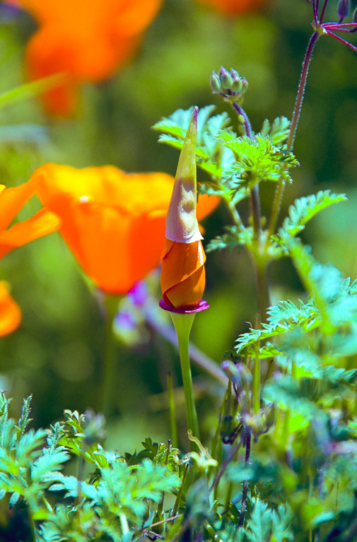 Unfurled - Antelope Valley Poppy Reserve 2003