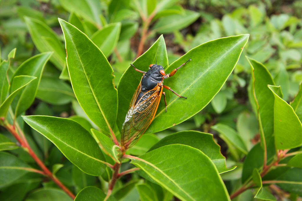 17 year cicada, a product of the emergence of Brood XIV - Auxier Ridge