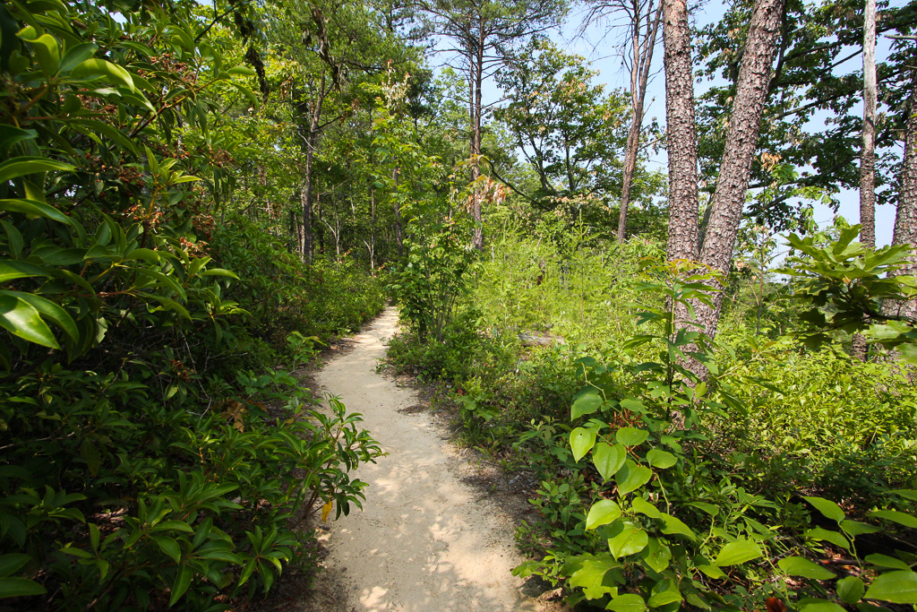 Trail #204 - Auxier Ridge