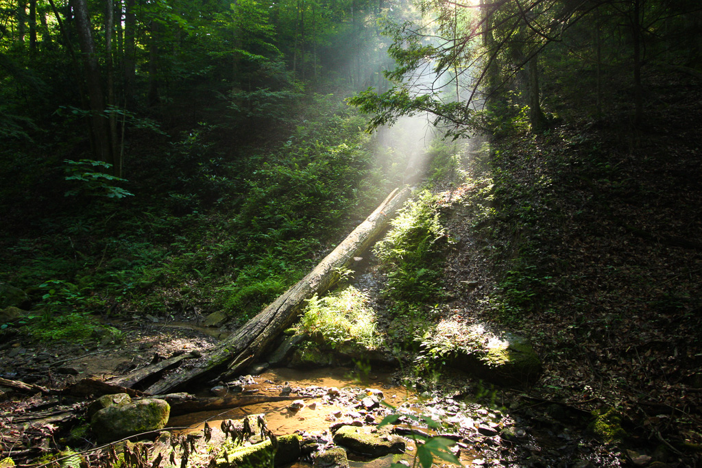 Sunbeams - Auxier Ridge