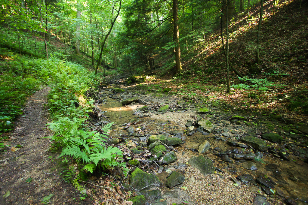 Riparian environment of Auxier Branch - Auxier Ridge