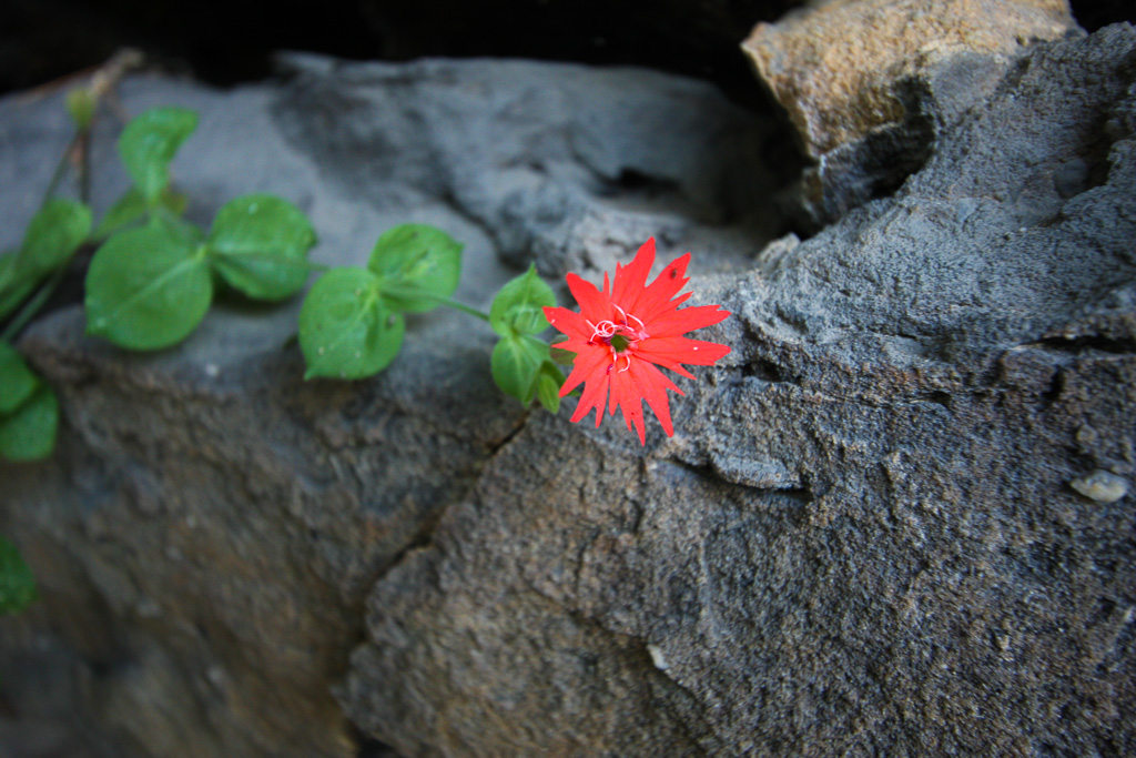 Roundleaf Catchfly - Auxier Ridge