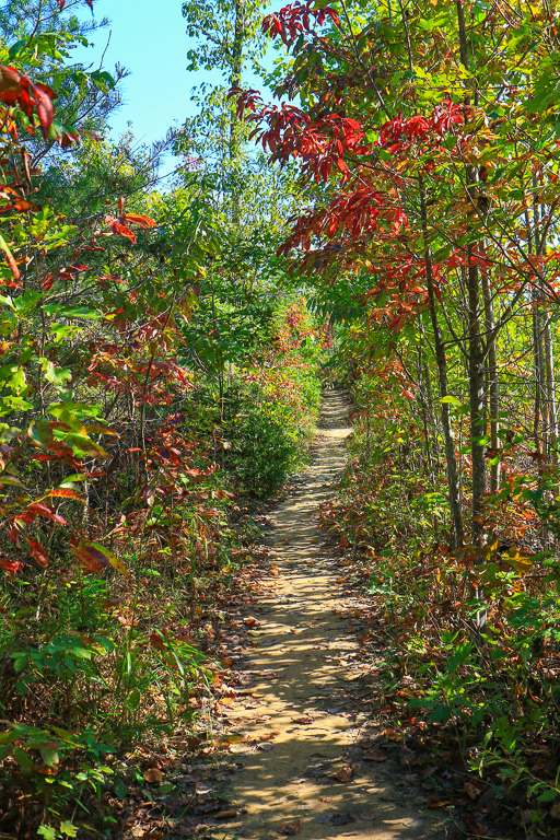 Fall color starting to brighten the trail - Auxier Ridge Trail