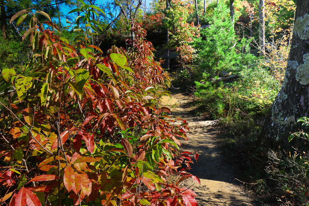 Trail #204 - Auxier Ridge Trail