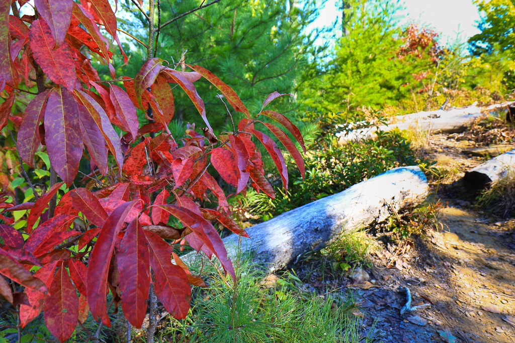 Autumn leaves - Auxier Ridge Trail