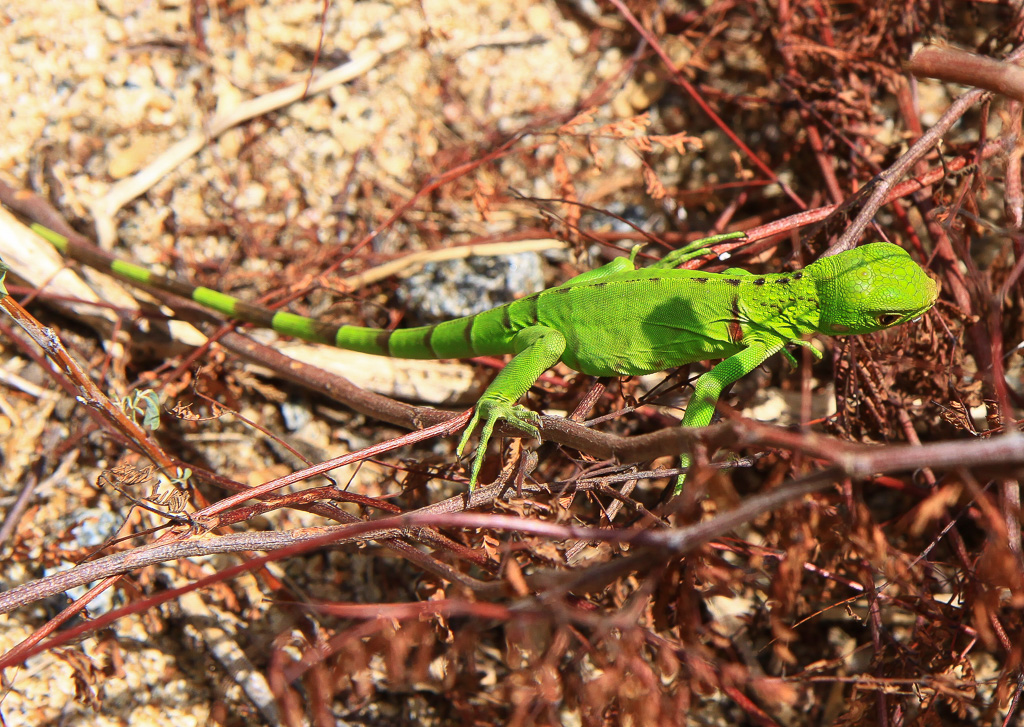 Green iguana - Ayo Rocks