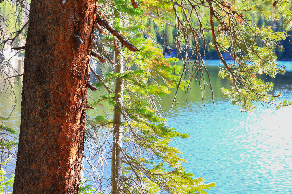 Rugged Evergreen - Bear Lake