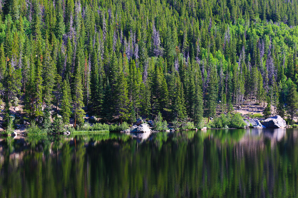 Evergreen reflections - Bear Lake