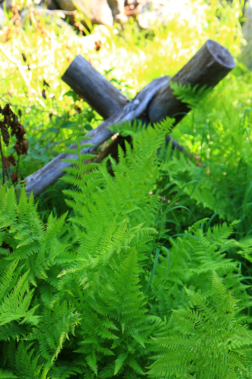 Fence and Ferns - Bear Lake