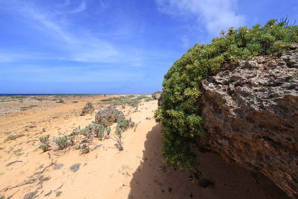 Park vegetation - Boca Prins