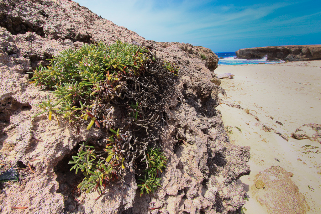 Vegetation clinging to the rocks - Arikok National Park
