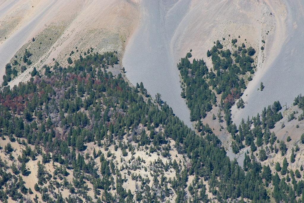 Treeline - Borah Peak