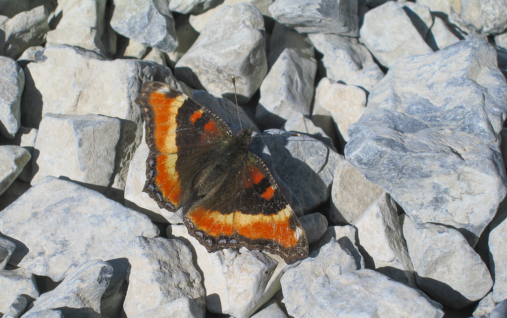 Milbert's tortoiseshell - Borah Peak