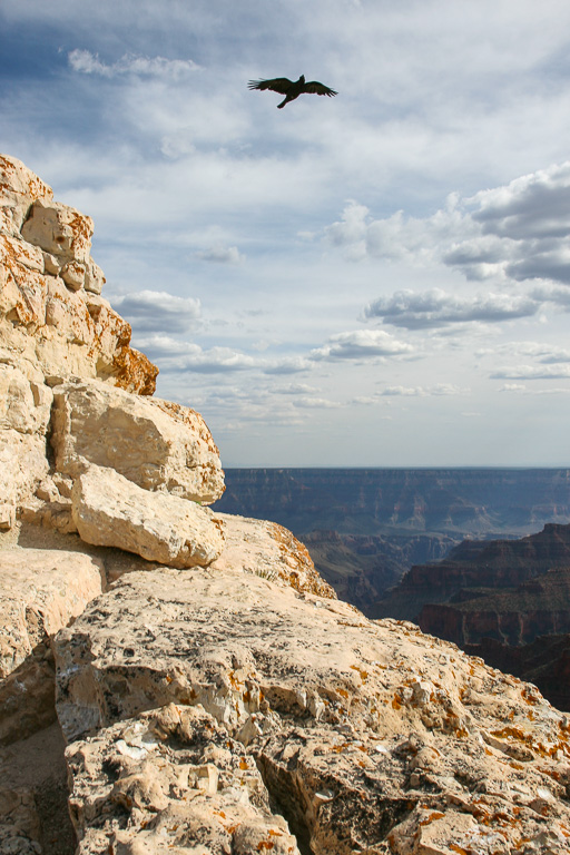 Raven - Grand Canyon National Park, Arizona