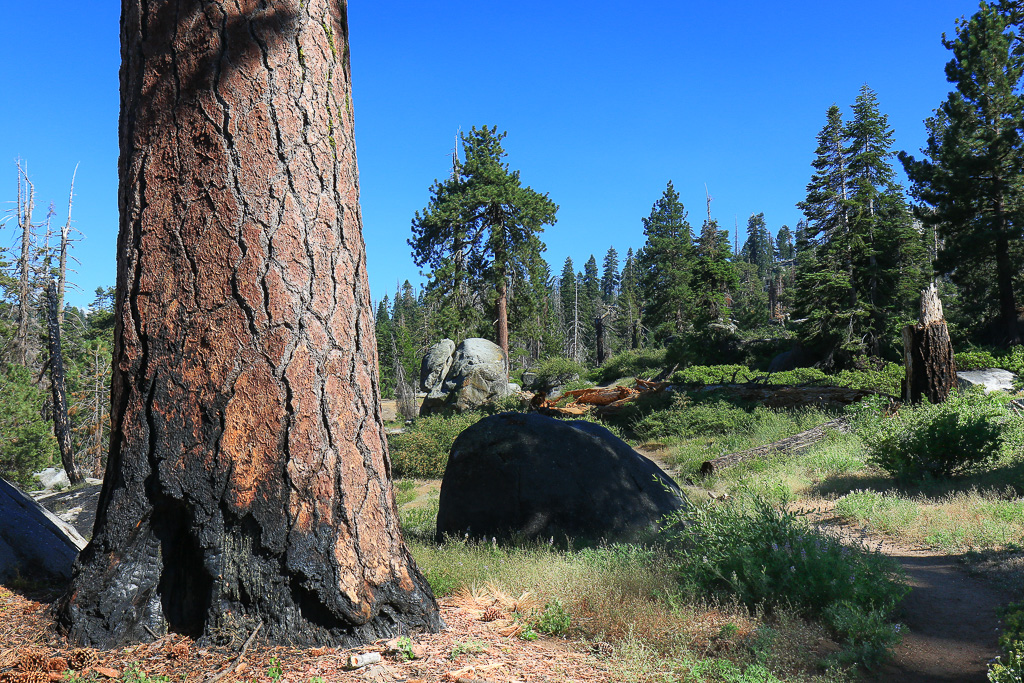 Massive trunk - Buena Vista Peak