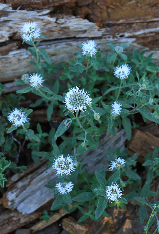 Coyote Mint - Buena Vista Peak